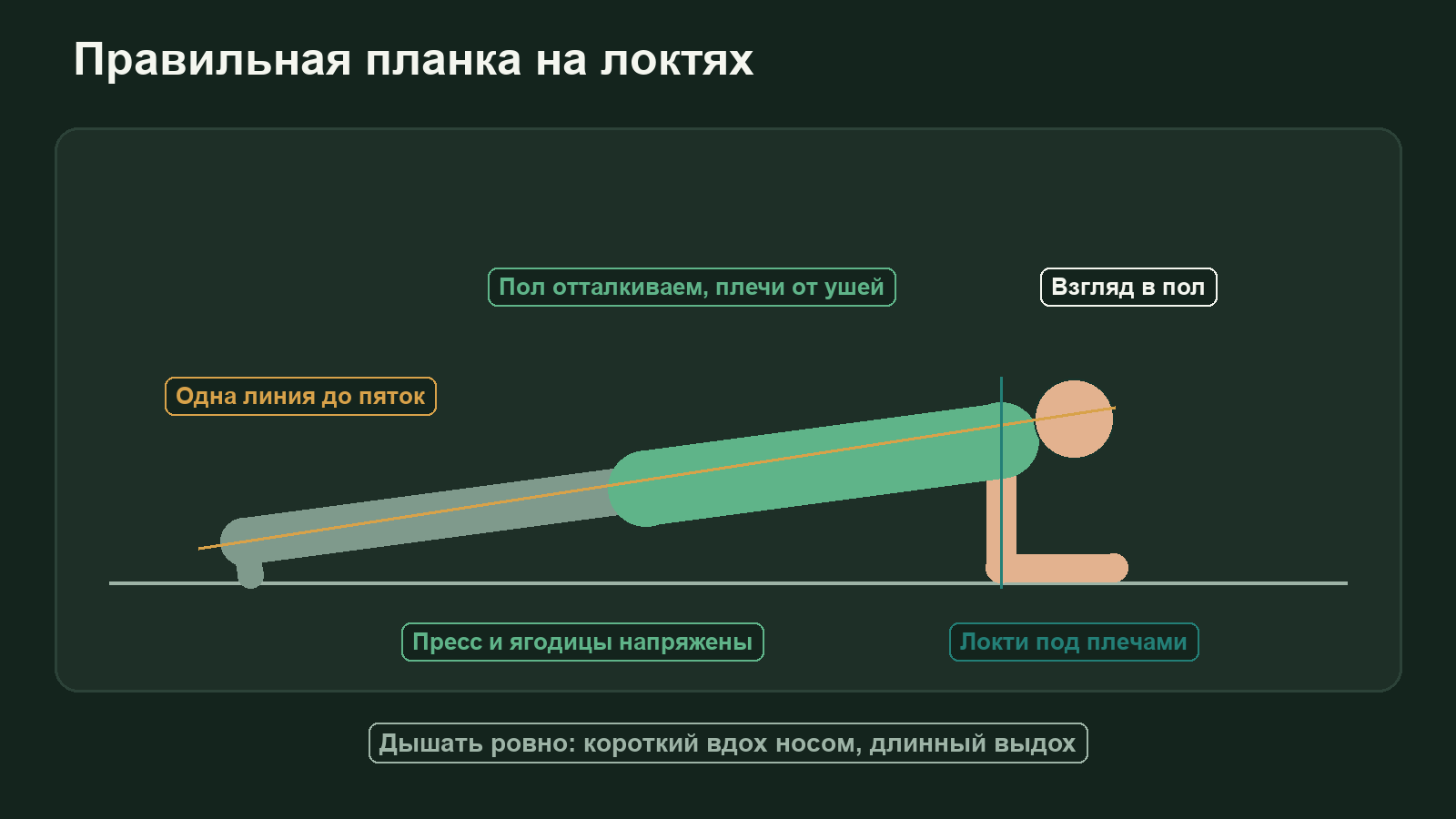 Схема правильной планки на локтях: локти под плечами, тело одной линией от головы до пяток, напряжённые пресс и ягодицы, взгляд в пол