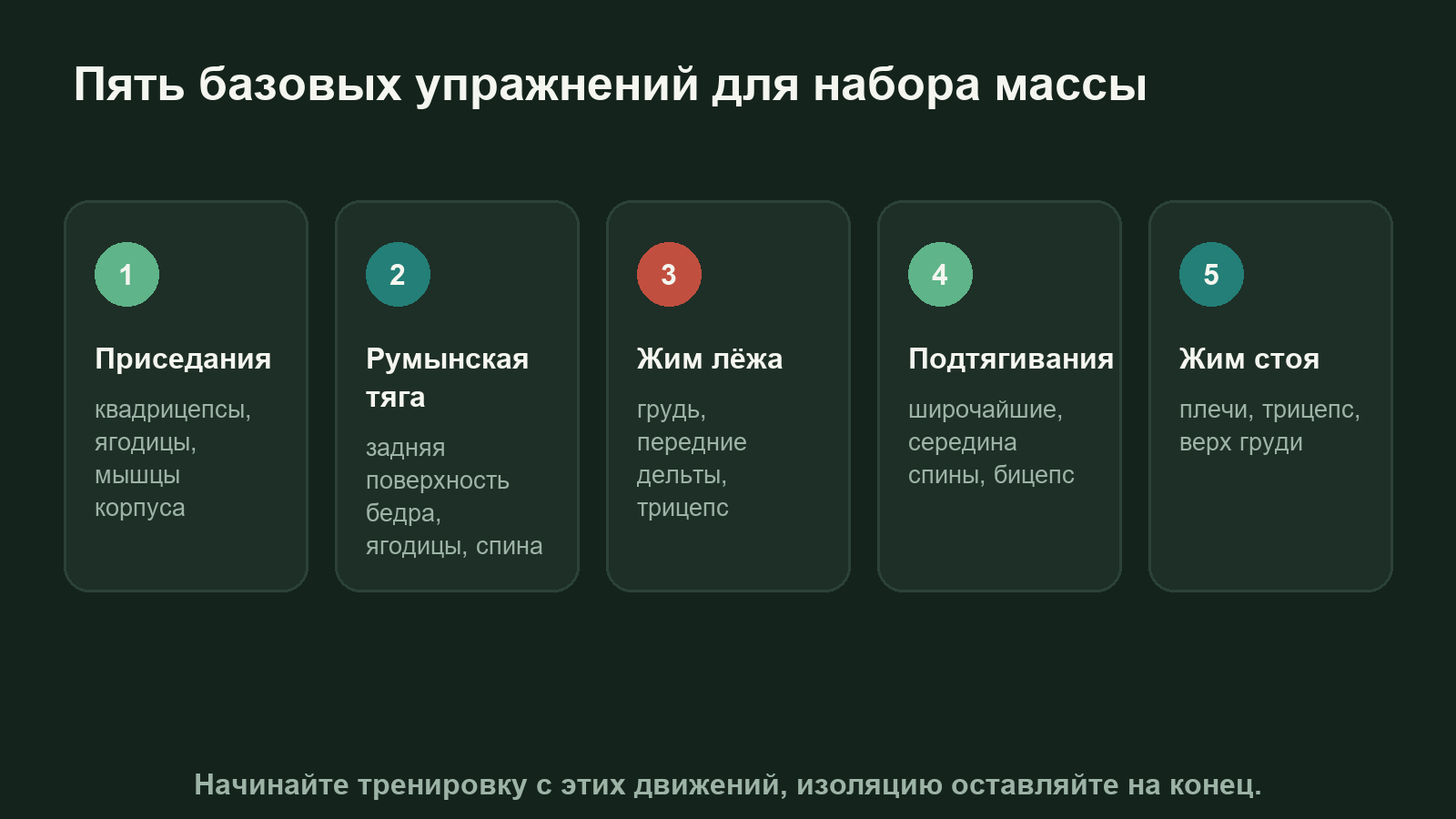 Схема пяти базовых упражнений для набора массы и мышц, которые они нагружают