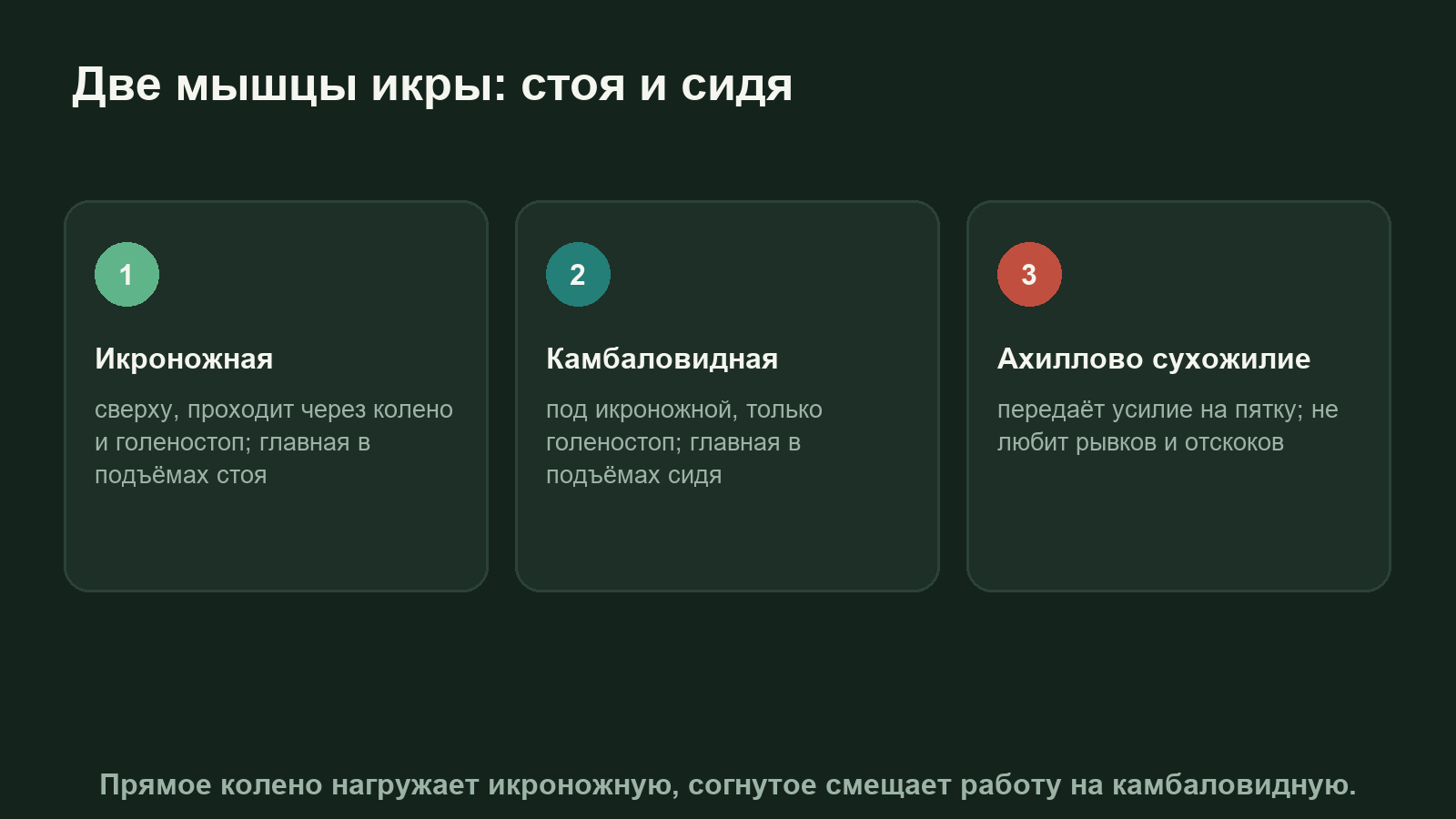 Схема: подъём на носки стоя нагружает икроножную мышцу, сидя с согнутыми коленями камбаловидную