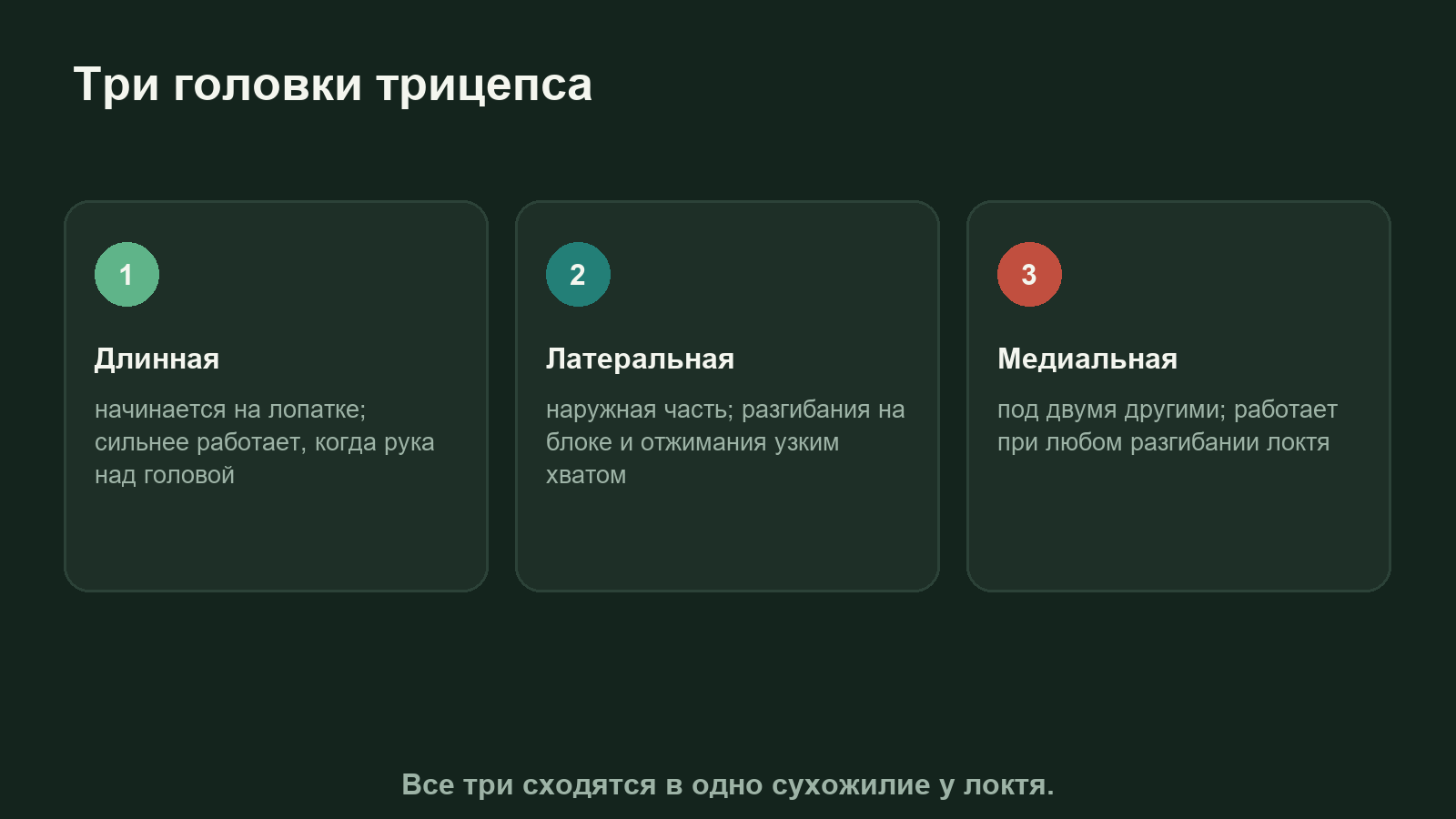 Схема: три головки трицепса и положение руки, в котором каждая работает сильнее